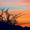 Abendrot