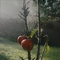 Apfelbaum