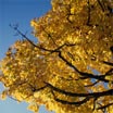 Herbstfarben