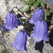 Glockenblume