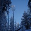 Winterwald